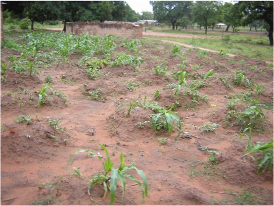 Agriculture ancestrale au Burkina Faso